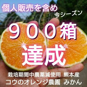 熊本産 早生みかん 味恋みかん