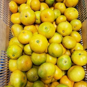 熊本 網田産 早生みかん 5キロ 訳あり