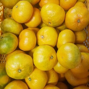 熊本 網田産 早生みかん 大玉 20㎏ 訳あり