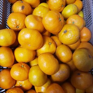 熊本 網田産 早生みかん 10キロ 訳あり