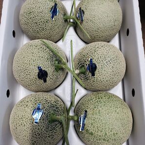 熊本県産 アールスメロン 6玉 訳あり