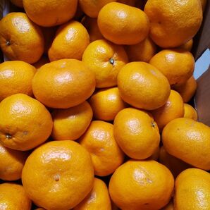 珍しい!熊本 網田産 紅早生みかん 10キロ 訳あり