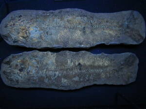 ブラジル産白亜紀魚化石ノテロプス凹凸ペア2色蛍光有り