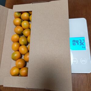 無農薬金柑 432kg
