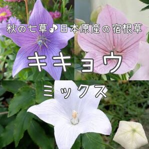 【桔梗のタネ】30粒 種子 種 キキョウ ききょう 切り花にも 花 ミックス