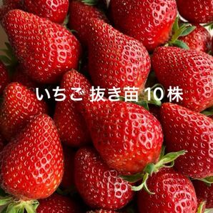 いちご苗 さちのか 抜き苗 10株 イチゴ 苗