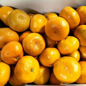 熊本みかん、早生20k.中玉以上、剥きやすいサイズ