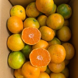 愛媛県産 宮川早生みかん 箱込み約3kg 柑橘 ミカン