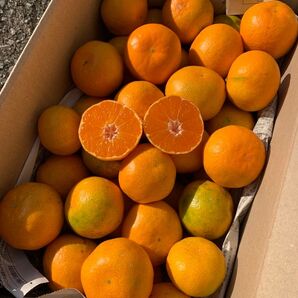 愛媛県産 宮川早生みかん 箱込み約3kg 柑橘 ミカン