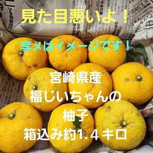 ▲見た目悪いよ!!宮崎県産 無農薬 福じいちゃんの本柚子 サイズ色々 箱込み約1.4キロ