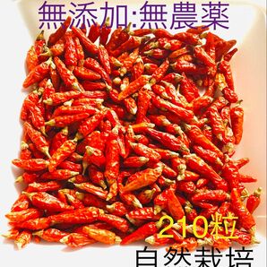 島唐辛子 島とうがらし 自然栽培 乾燥唐辛子 乾燥とうがらし 唐辛子 宮古島産