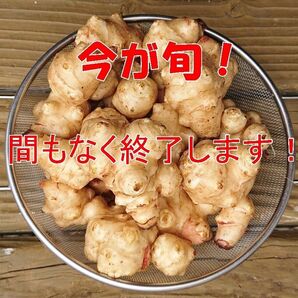 今が旬! 白菊芋/白キクイモ 1kg〜1.2kg