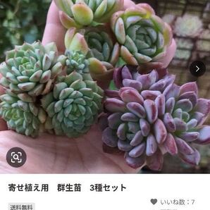 画像 1 2 セット 多肉植物