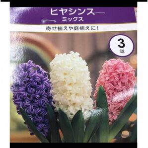 ヒヤシンス ミックス 3球 寄せ植え 庭植え オランダ産