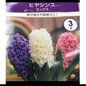 ヒヤシンス ミックス 3球 寄せ植え 庭植え オランダ産