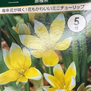 チューリップ (ミニチューリップ) 球根タルダ 原種系 毎年咲くミニチューリップ 5球 植えっぱなしOK