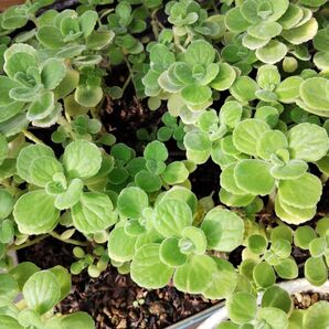 9苗 多肉植物苗 ハーブ アロマティカス