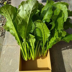 野沢菜長野県産無農薬5キログラム