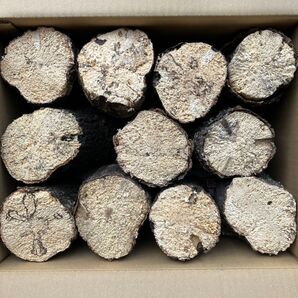 【規格外】 産卵木 完熟 コナラ ほだ木 クワガタ カブトムシ 9本 アウトレット