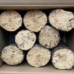 【規格外】 産卵木 完熟 コナラ ほだ木 クワガタ カブトムシ 8本 アウトレット