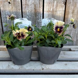 希少 個数限定 数量限定 入手困難 パンジー マシェリマダム 1苗 在庫2苗のみ フリル