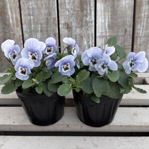 在庫少 ビオラ 苗 ブルー 1ポット 空色 1苗 季節のガーデニング
