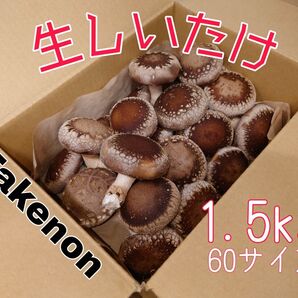 新鮮生しいたけ【1.5kg】静岡県産60サイズ