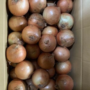 北海道産玉ねぎ20kg M