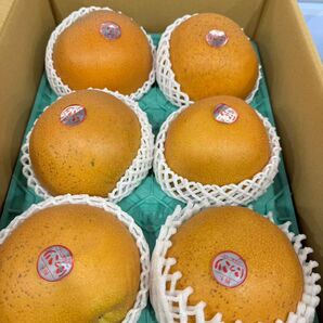 栃木県産にっこり梨 大玉6玉 約5kg