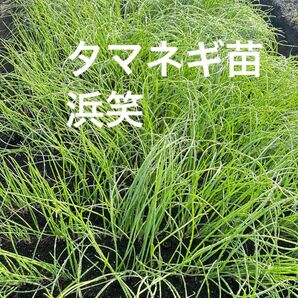 タマネギ苗 浜笑 早生 50本