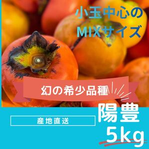 【訳あり】陽豊柿 5kg 小玉中心|家庭用お得用|甘い・大人気品種