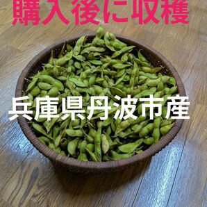 11月5日まで 購入後に収穫 兵庫県丹波市産 丹波黒大豆1キロ