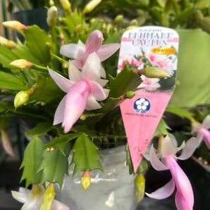 デンマークカクタス チタホワイト 株分け 匿名ゆうパケットポスト発送