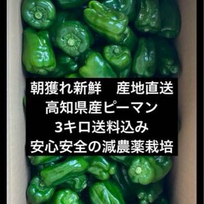朝どれ新鮮!高知県産ピーマン3キロ!安心安全の減農薬栽培!