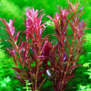 ロタラ ブラッドレッド