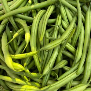 インゲン500グラム