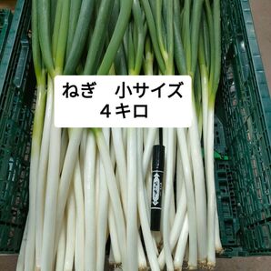 【秋田県産ねぎ】農家直送 小サイズ4キロ