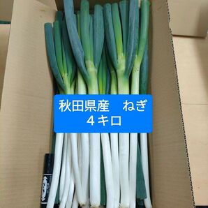 【秋田県産ねぎ】農家直送 4キロ