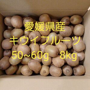 愛媛県産 キウイフルーツ 50~60g 8kg 農家直送 えひめ