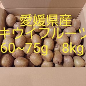 愛媛県産 キウイフルーツ 60~75g 8kg 農家直送
