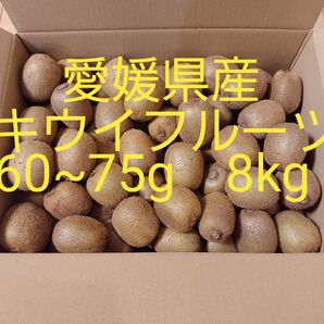 愛媛県産 キウイフルーツ 60~75g 8kg 農家直送 えひめ