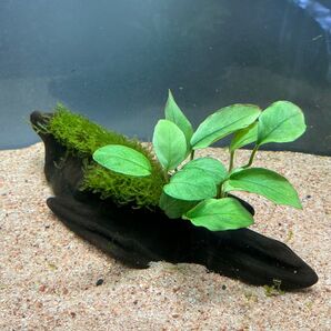 ジャワモス活着アヌビアスジェイド付流木 19cm