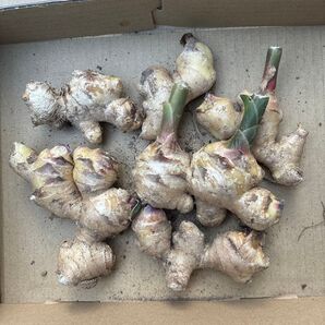 愛知県産生姜 300gまとめ売り 料理用 家庭菜園用 新生姜