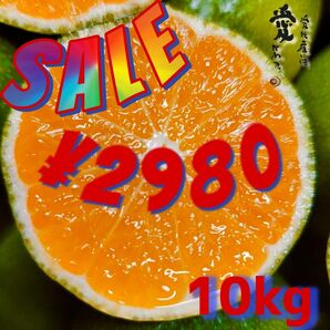 増量中!!愛媛産 日南みかん 極早生 家庭用10kg 最終入荷