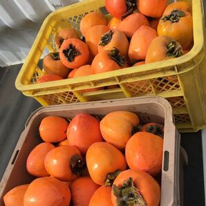 山梨県産甲州百目柿5キロ