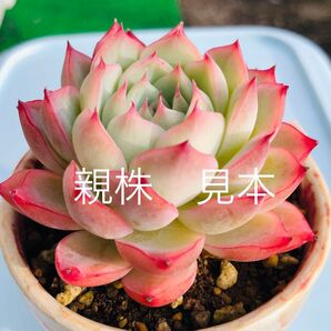 多肉植物エケベリア ピンククリスタルローズ