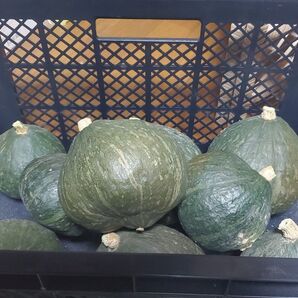 カボチャ 食べ比べ ほっこり133/ロロン 柿付き