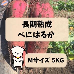 長期熟成 べにはるか 5kg