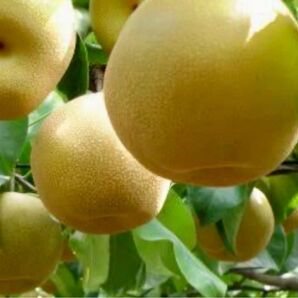 栃木県産 にっこり梨 にっこり 梨 5.5kg以上