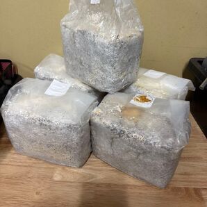 添加剤付 AG 菌糸ブロック 5個 菌床ブロック KBファーム オオヒラタケ スマトラヒラタ オオクワガタ